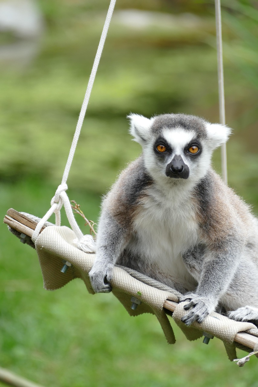 マダガスカルのキツネザル アート作品 キツネザル マダガスカル 哺乳動物 - Pixabayの無料写真