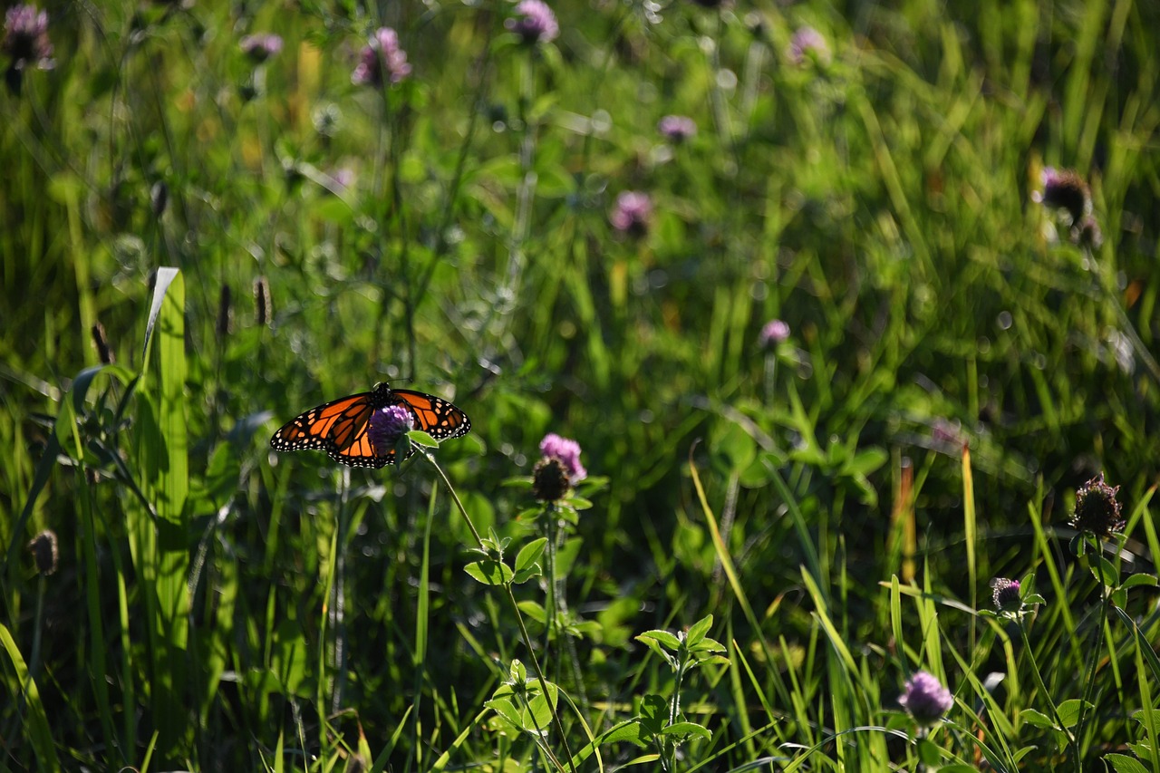 Mariposa Monarca Naranja - Foto gratis en Pixabay - Pixabay
