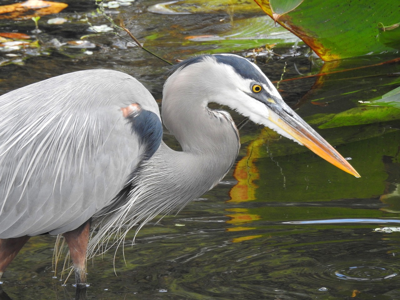 サギ 野生動物 鳥 - Pixabayの無料写真 - Pixabay
