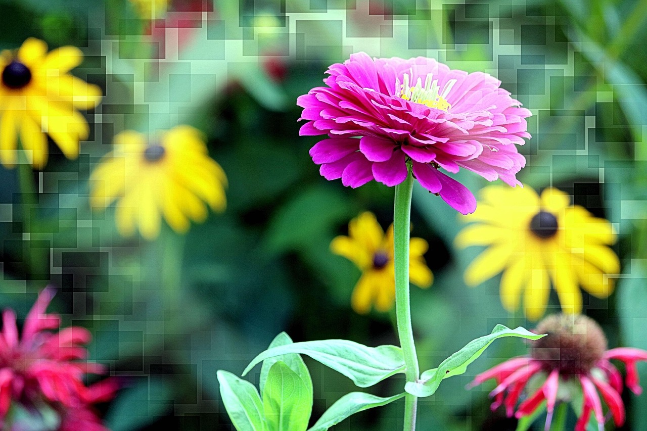 Effects Zinnia BlackEyed Susan Free photo on Pixabay Pixabay