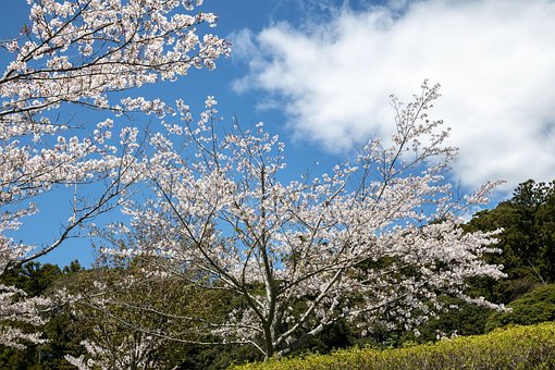 Cerezo, Cielo, Nube, Paisaje, Hierba