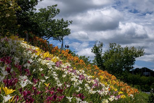 Lily, Cielo, Nube, Paisaje, Naturaleza