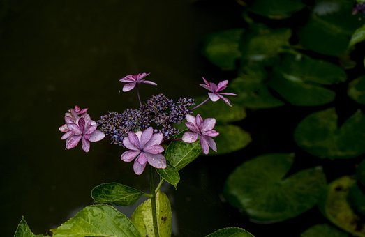 Estanque, Hortensia