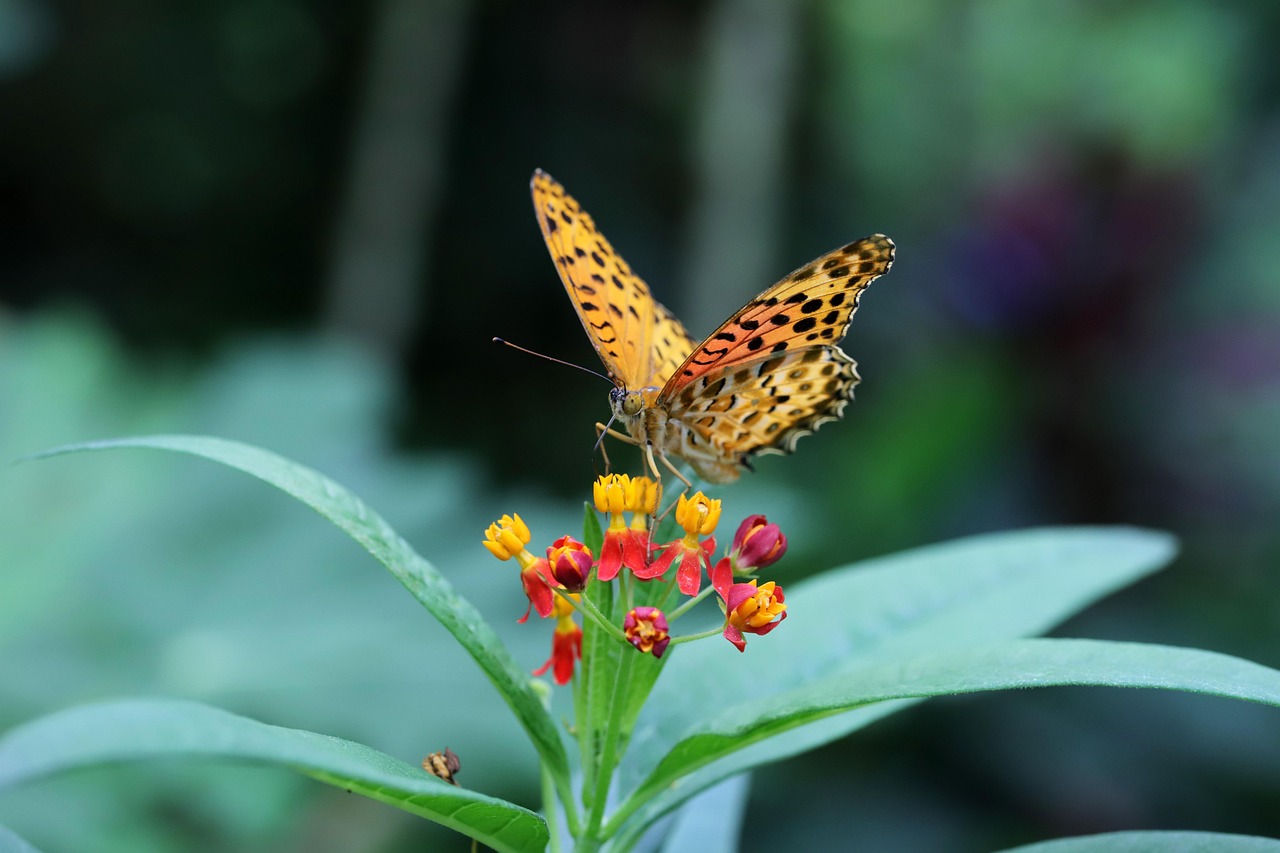 Butterfly Insects Nature - Free photo on Pixabay