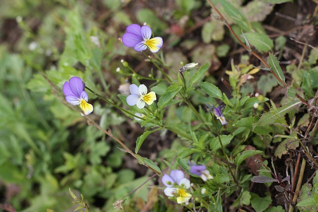 Free Flowers Summer photo and picture