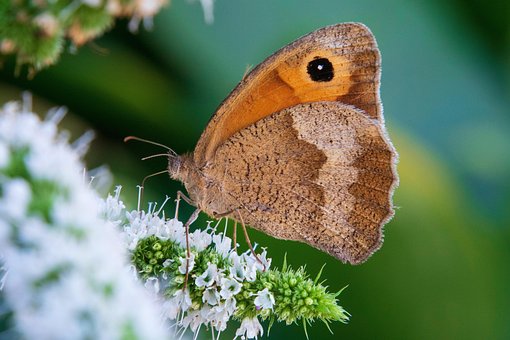 Free Butterfly Flower Wallpaper photo and picture