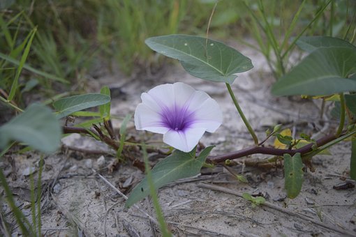 Free Flower Tree photo and picture