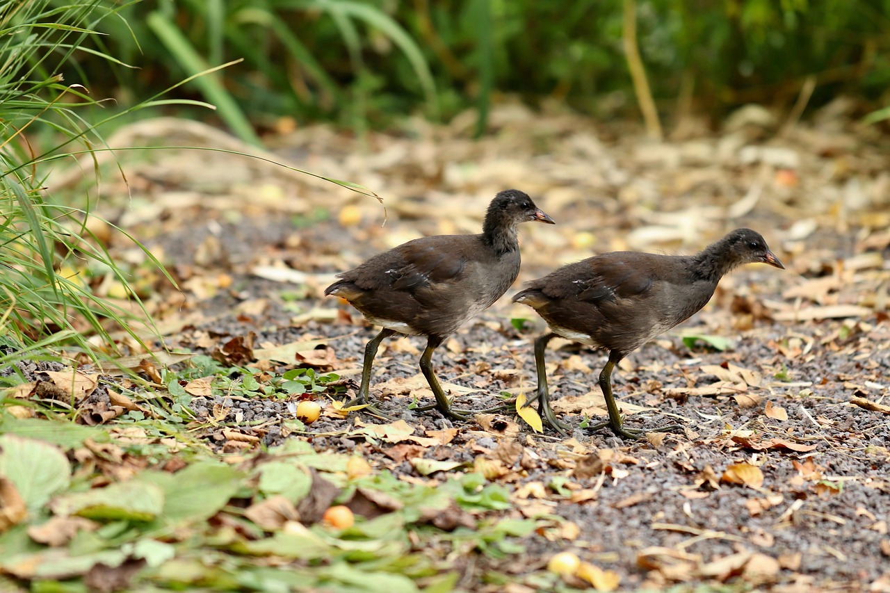 Rallen Wasservögel Rallen Rallenküken - Kostenloses Foto auf Pixabay - Pixabay