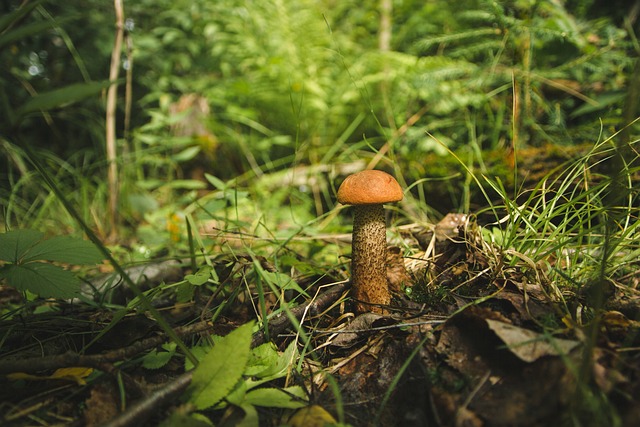 Mushroom, boletus, forest and nature — photo by FoYu