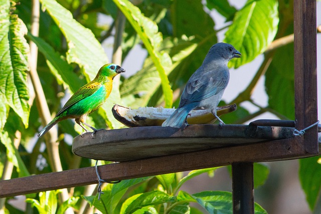 Free Birds Nature photo and picture