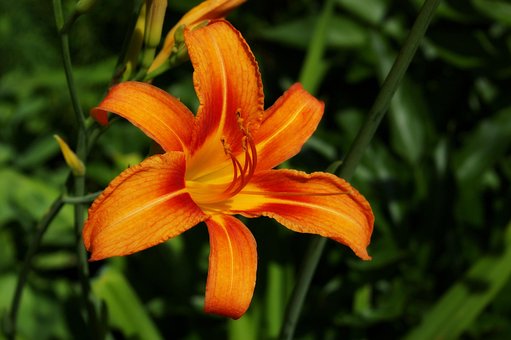 Free Lily Daylily photo and picture