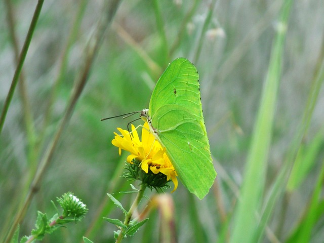 Free Butterfly Butterflies photo and picture