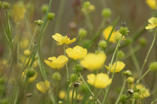 Free Nature Pointed Flower photo and picture
