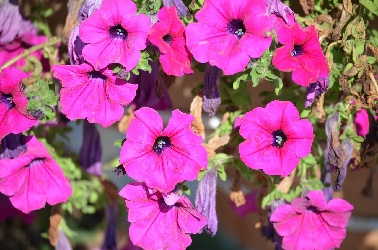 Flower Petunia Mauve Free photo on Pixabay Pixabay