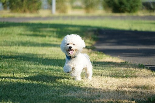 10 super consejos para educar a tu bichon maltes toy 7 ALT bichon maltes mini toy paseo diario