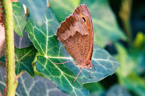 Free Butterfly Insects photo and picture