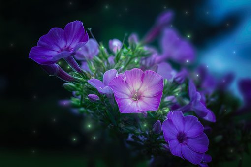 Flowers, Natur, Blumen