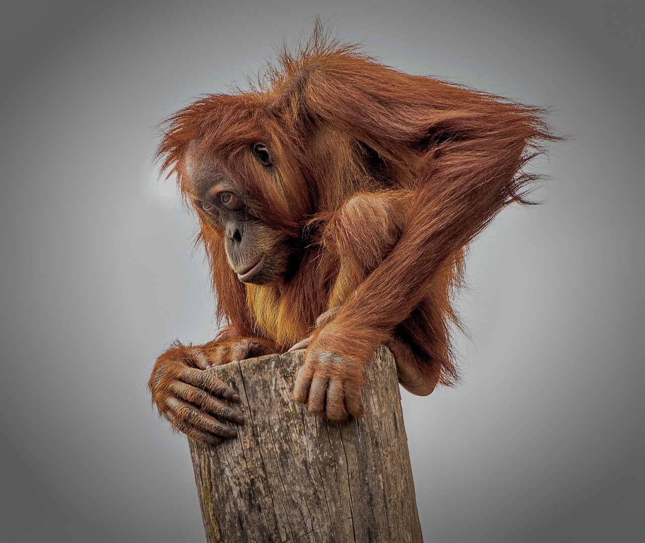 Ape - free online jigsaw puzzle photo