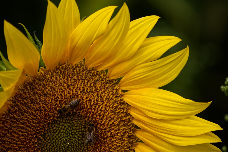 Sunflower Macro Bee - Free photo on Pixabay