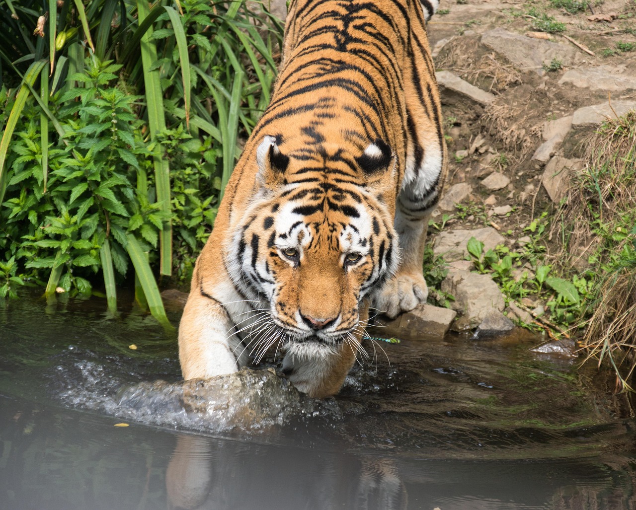 Tiger Zoo Big Cat - Free photo on Pixabay - Pixabay