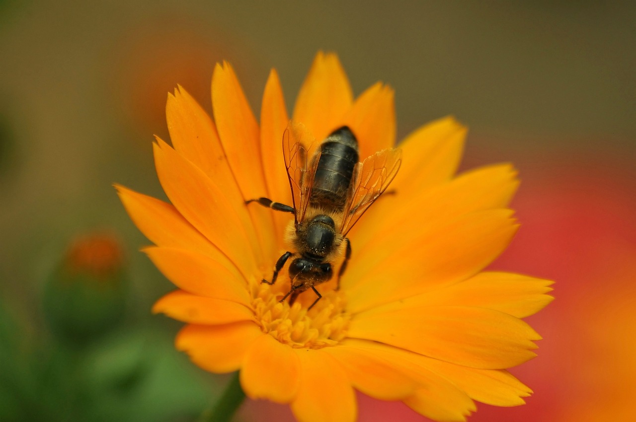 Bee - free online jigsaw puzzle photo