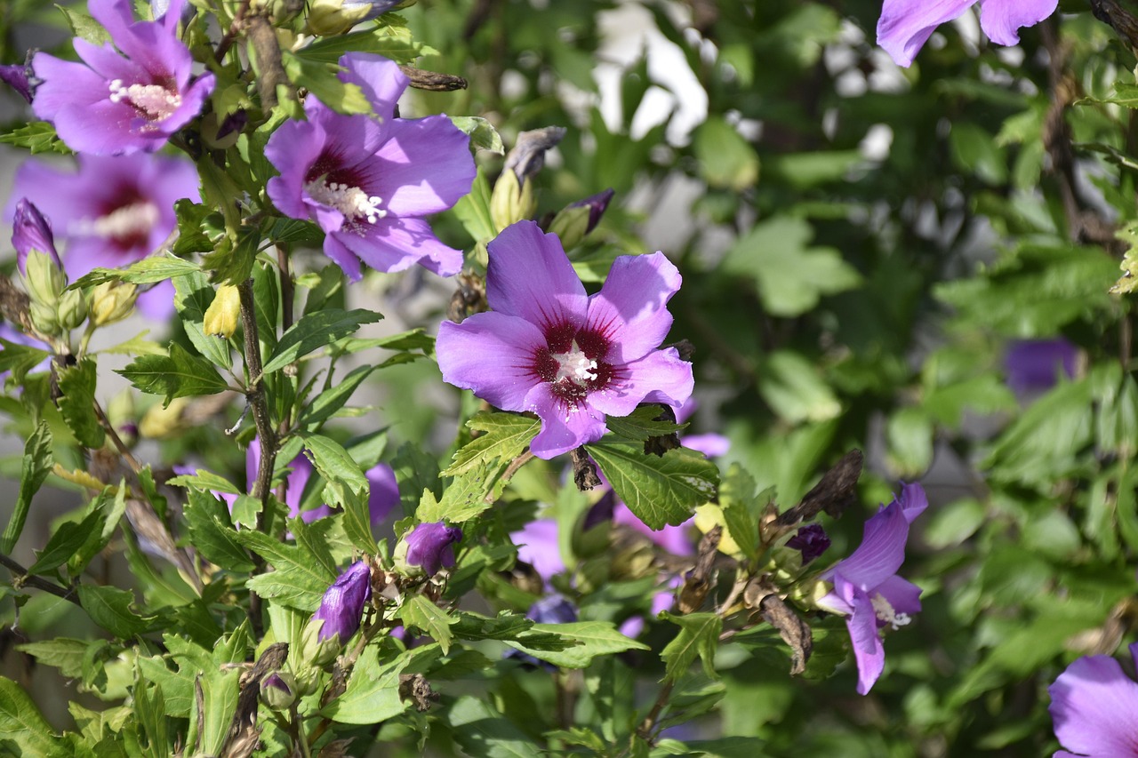 芙蓉花紫色灌木 Pixabay上的免费照片