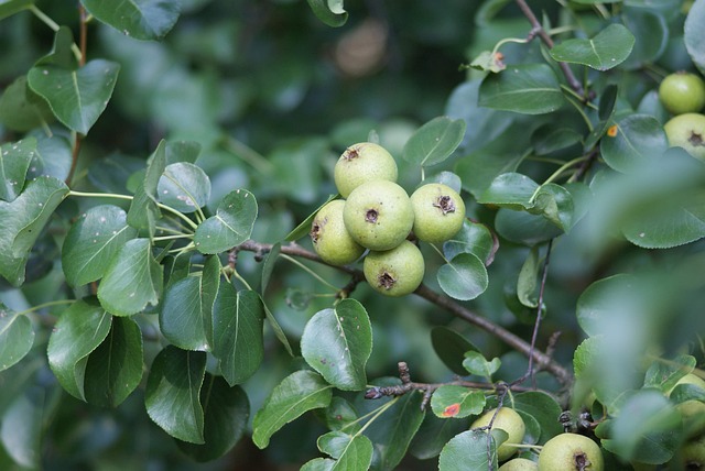 Birnenbaum, Wildschwein, Sommer, Obst