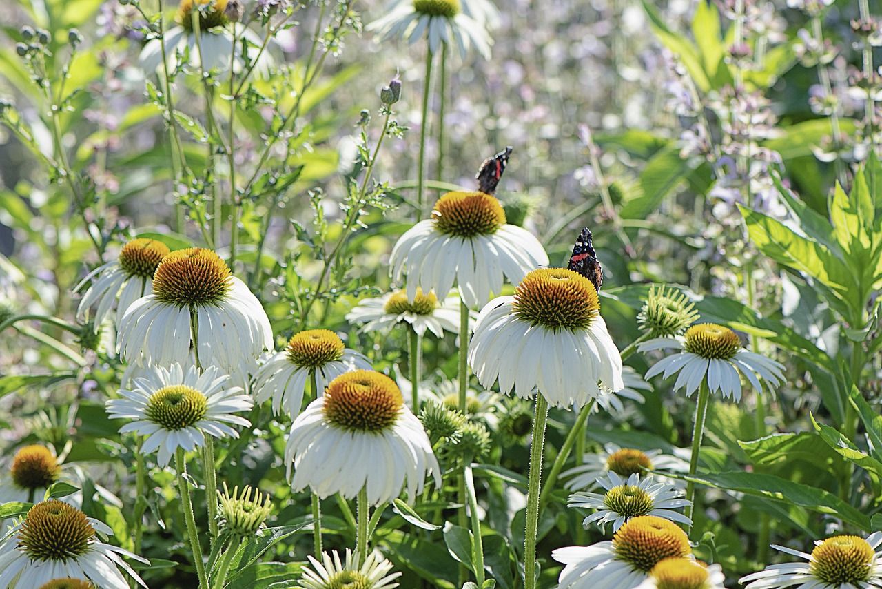 Echinacea Wild Flower Free photo on Pixabay Pixabay