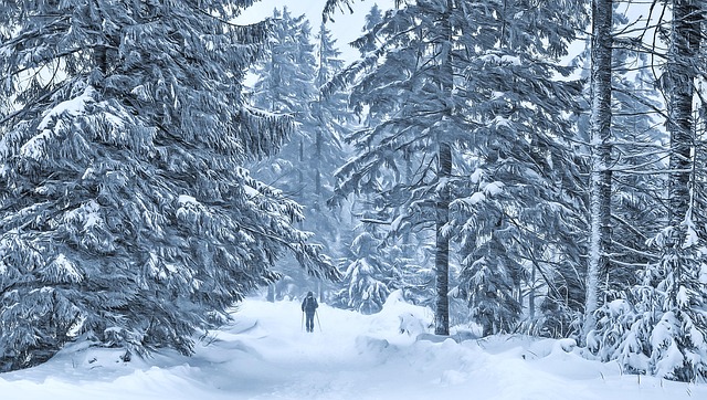 winter, way, man, blizzards, march, loneliness, snow, landscape, nature, trees, forest, frost, the path, mood, blizzard, tourism, tourist, blizzard, blizzard, blizzard, blizzard, blizzard