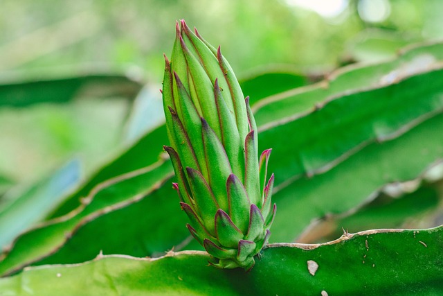 Free Thorn Dragon Fruit photo and picture