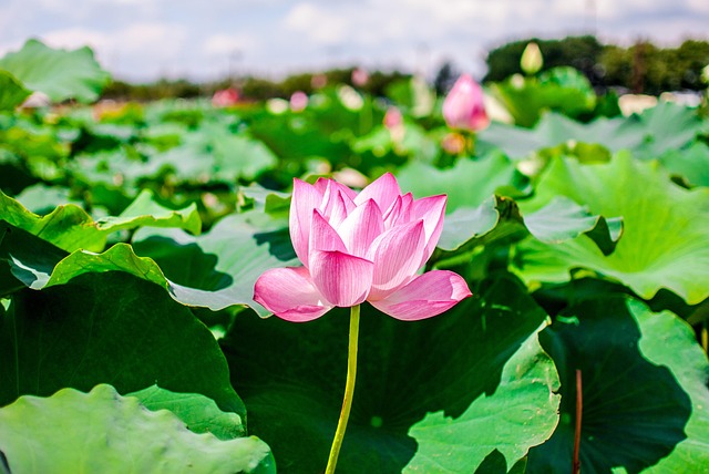 Free Flower Flower Wallpaper photo and picture