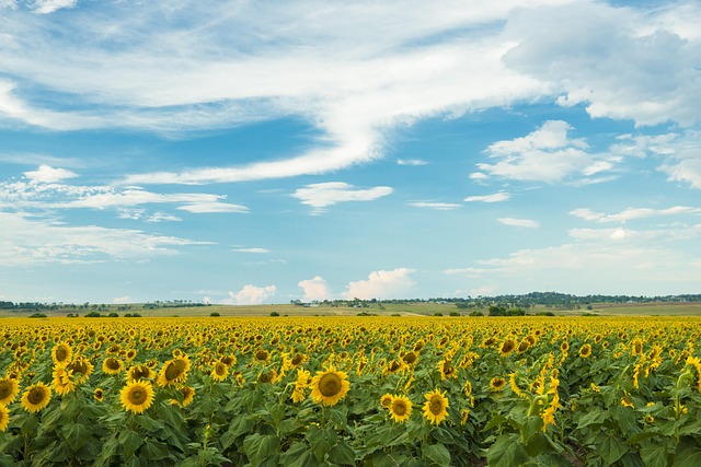 Gebied, Natuur, Niemand, Plantaardige