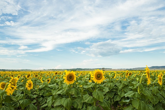 Gebied, Natuur, Niemand, Plantaardige