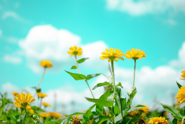 Free Flower Sky photo and picture
