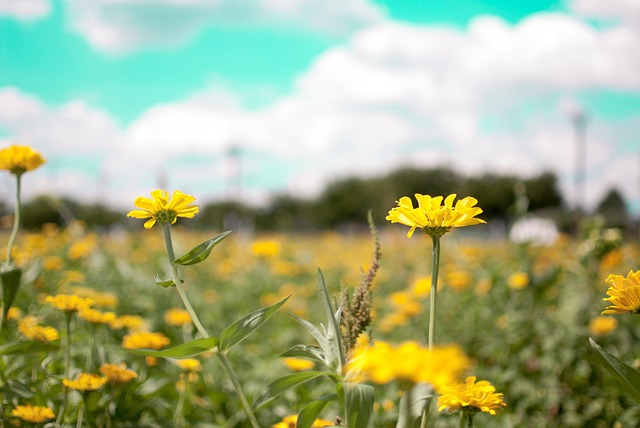 Free Flower Full Hd Wallpaper photo and picture