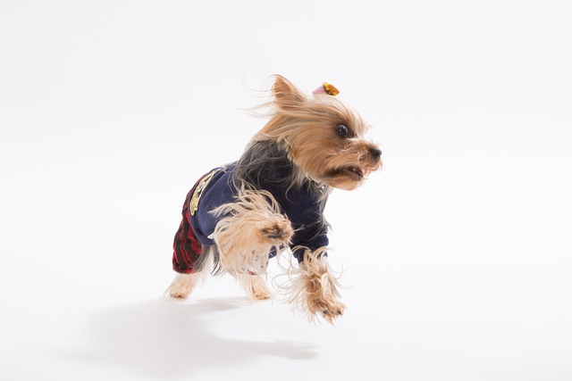 Yorkshire-Terrier, Hund, Ein, Yorkie