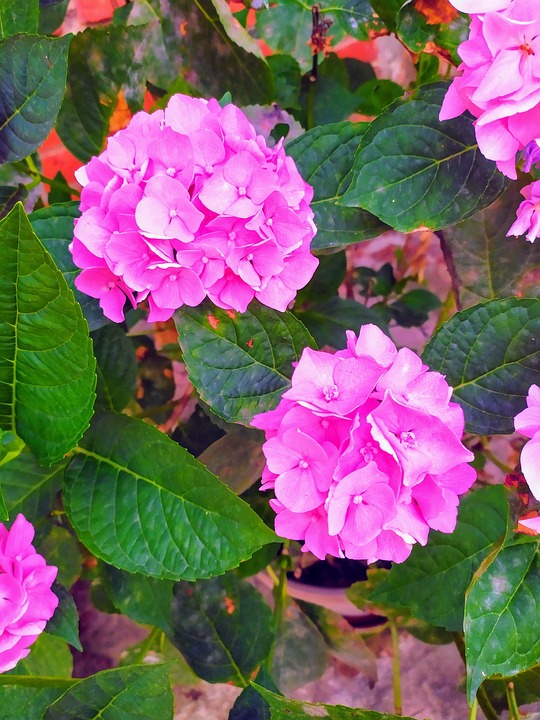 模特陆菲