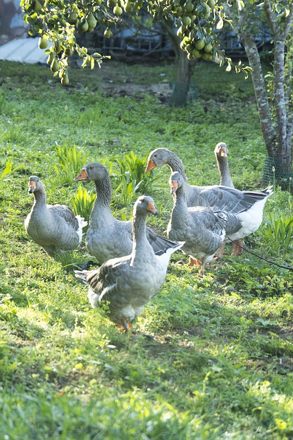 Gans, Dorf, Natur, Bauernhof, Vogel