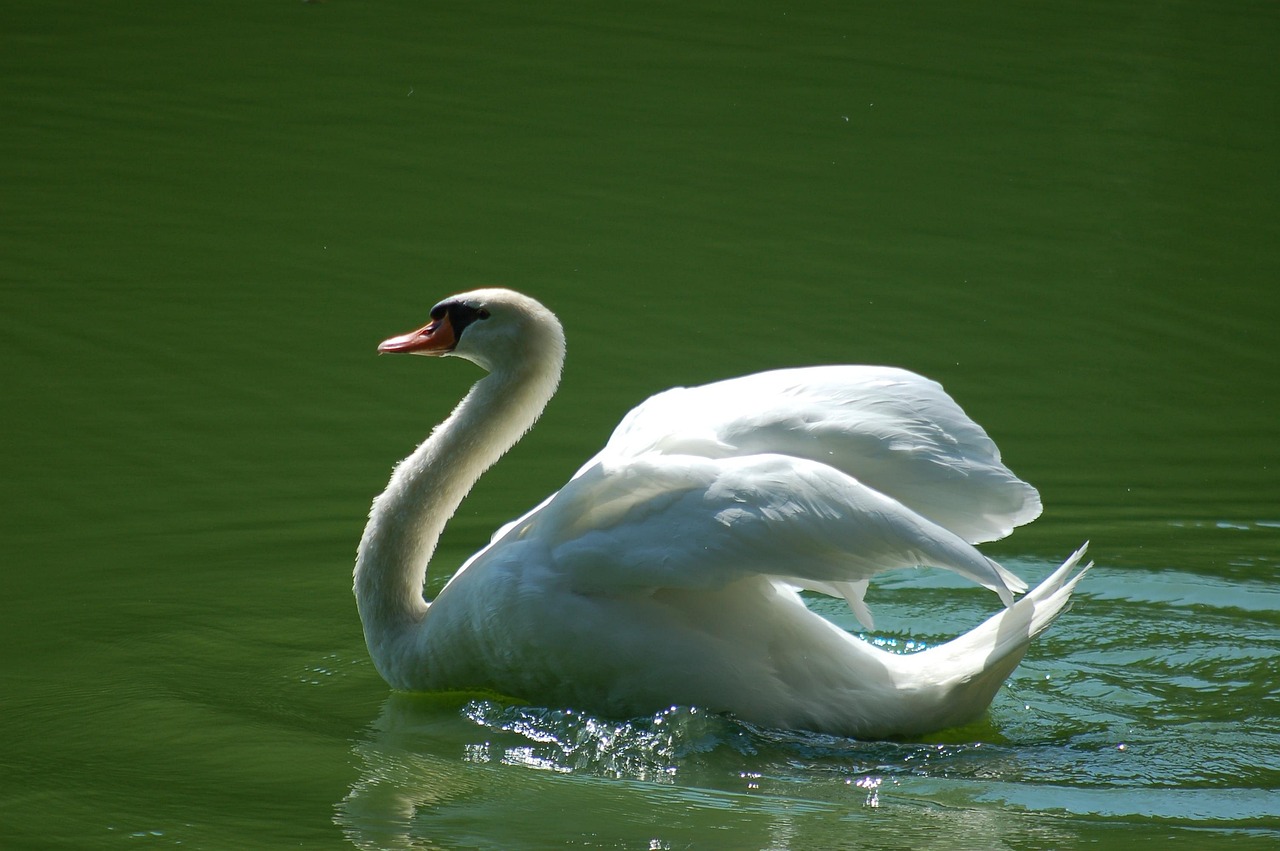 Swan Birds Bird Free photo on Pixabay Pixabay