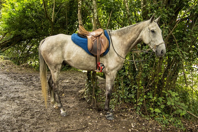 Pferd, Reiten, Tiere, Fahrer