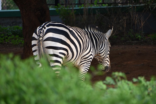 Cebra, Animal, Naturaleza, Rayas, Safari