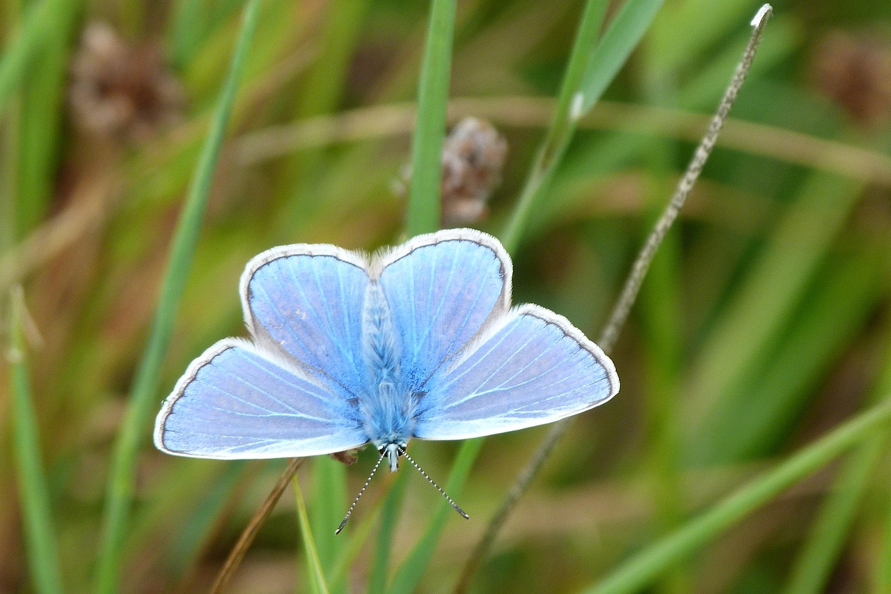 Light Blue Bio Picture Insect Butterfly Blue Insect Common - Free photo on Pixabay
