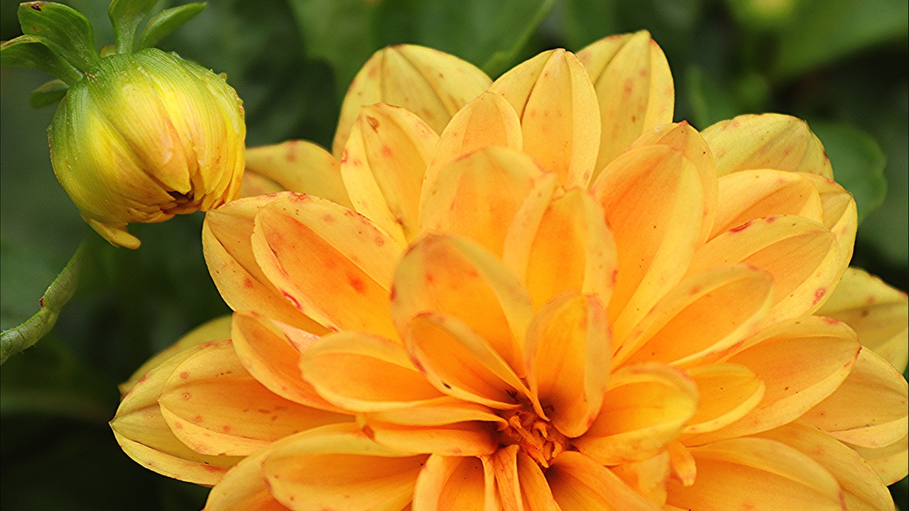 ダリア 黄色の花 花 Pixabayの無料写真