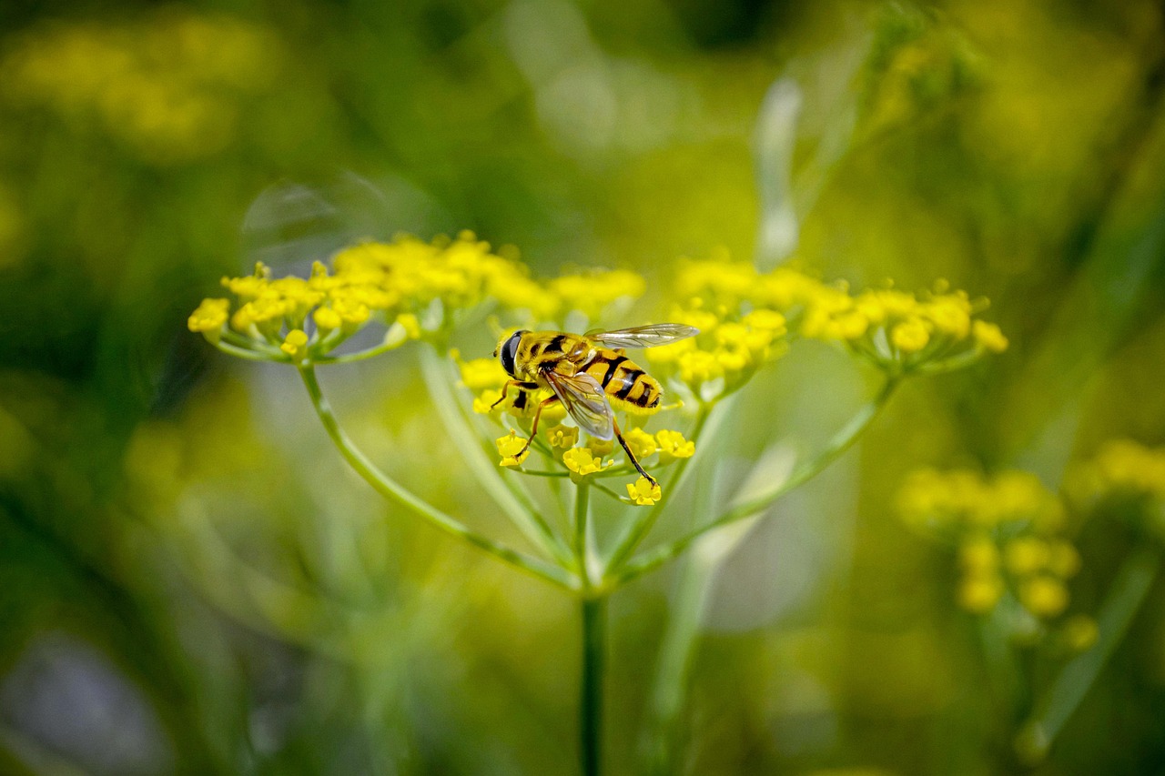 Free Hover Fly Flywheel photo and picture