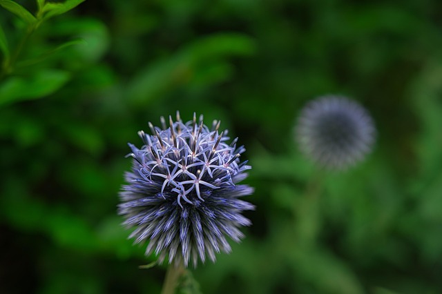 Free Flowers Flower Wallpaper photo and picture