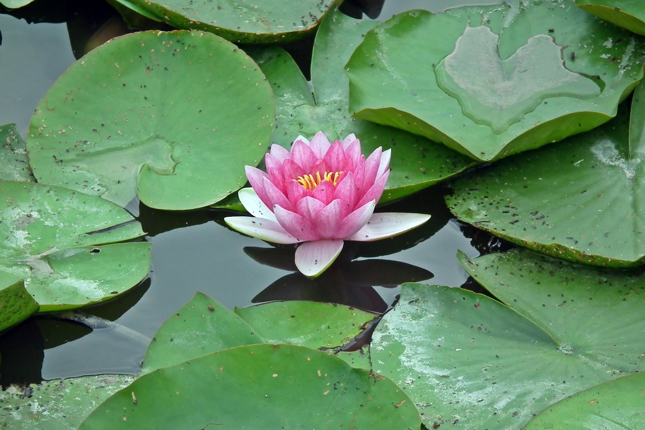 Water Lily Flower Lilies Free Photo On Pixabay
