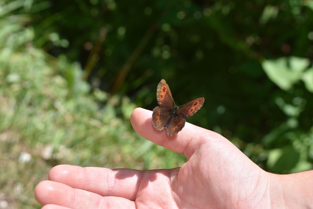 Free Child'S Hand Hand photo and picture