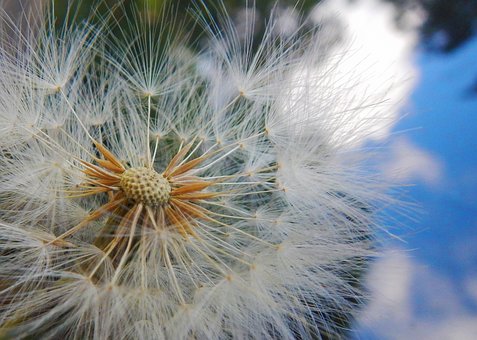 Free Dandelion Wild Flower photo and picture