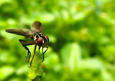 Free Fly Flower Background photo and picture