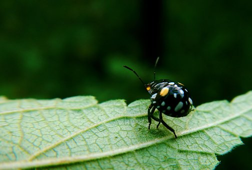 Free Ladybug Coquito photo and picture